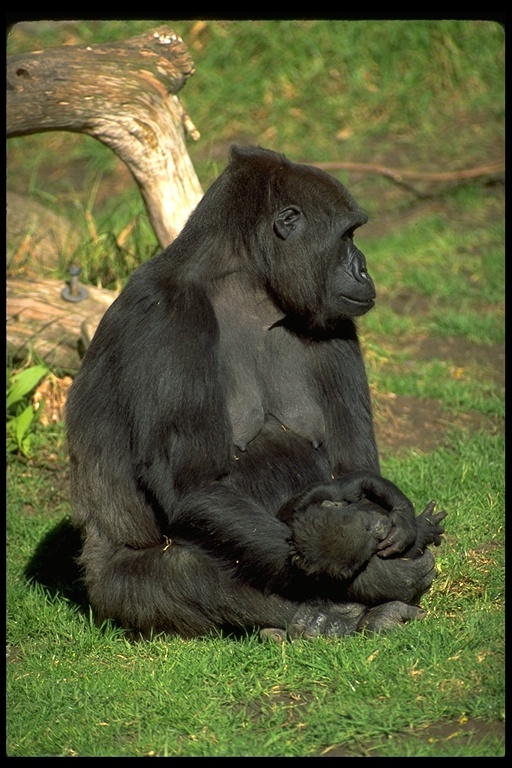 Image of Western Lowland Gorilla