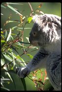 Image of Koala