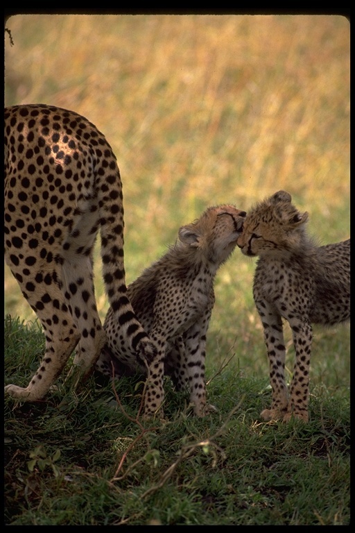 Image of cheetah
