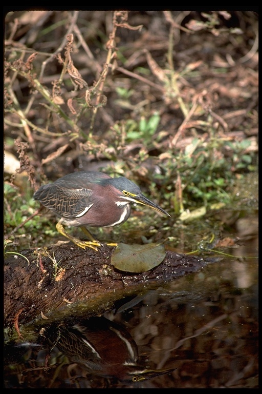 Image of Green Heron