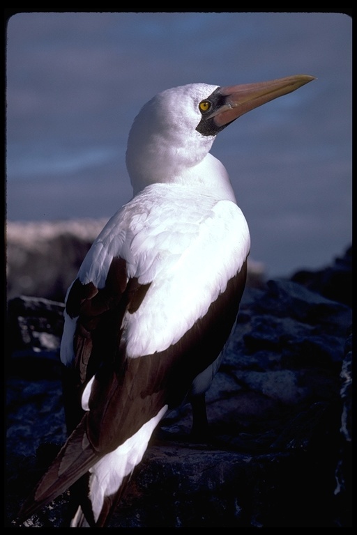 Image of Nazca Booby