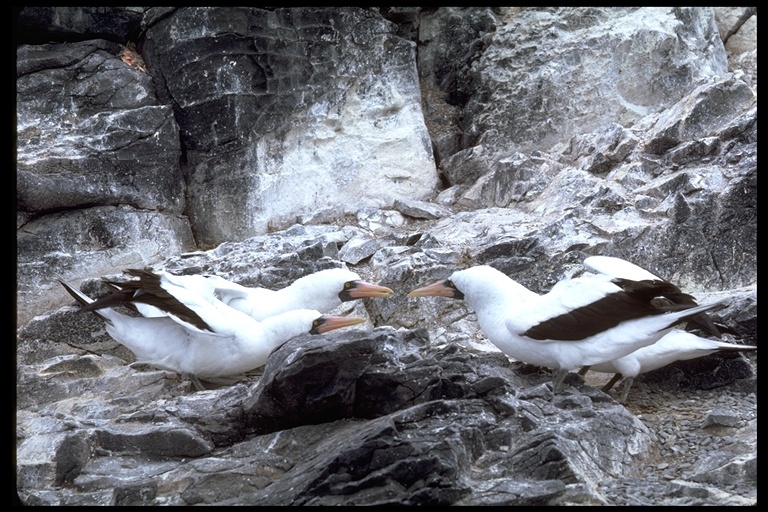 Image of Nazca Booby