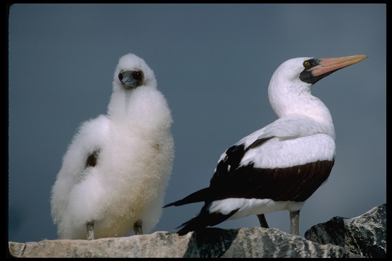 Image of Nazca Booby