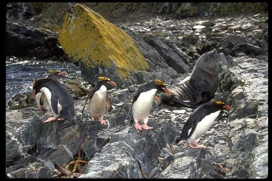 Image of Macaroni Penguin