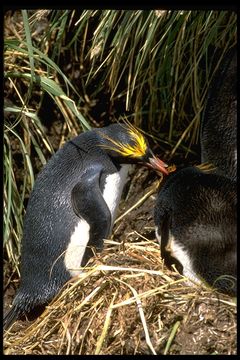 Image of Macaroni Penguin