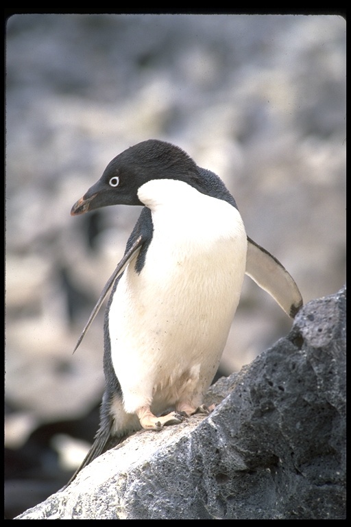 Image of Adelie Penguin