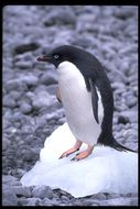 Image of Adelie Penguin