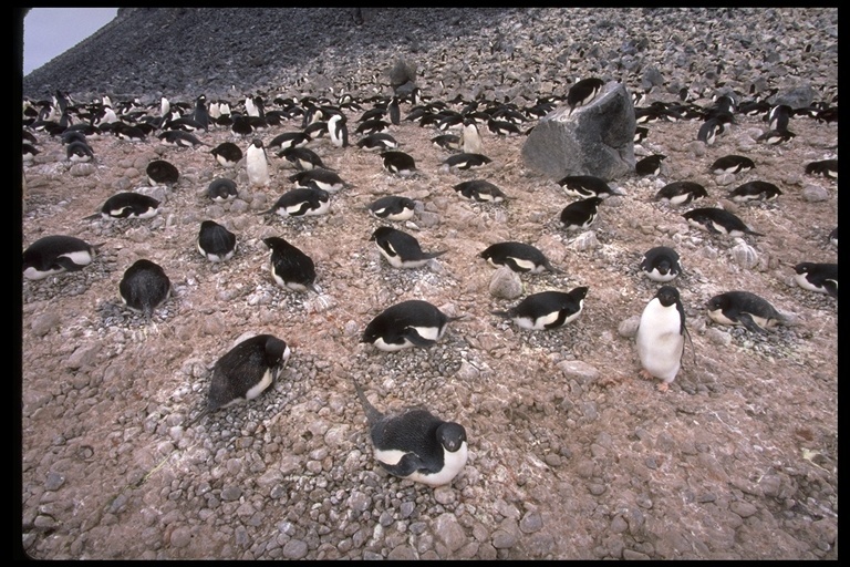 Image of Adelie Penguin