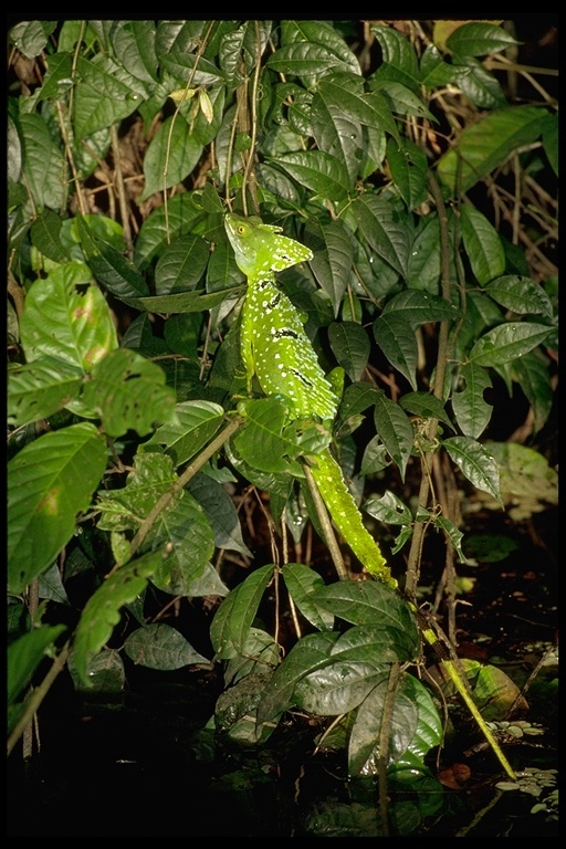 Image of Green Basilisk