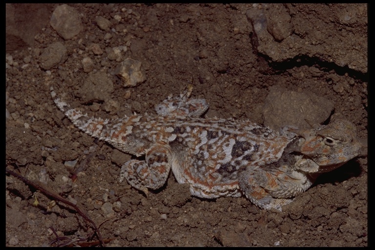 Image of Desert Horned Lizard