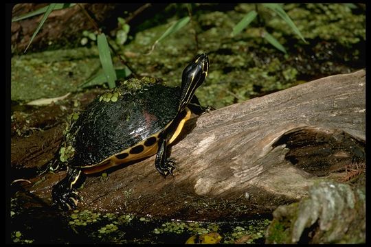 Image of Florida Red-bellied Cooter