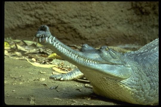 Image of Gharial