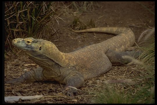 Image of Komodo Dragon