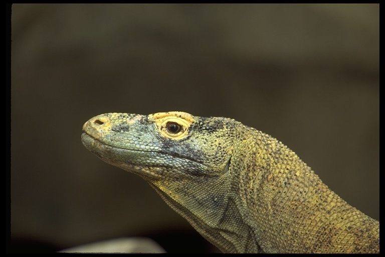 Image of Komodo Dragon