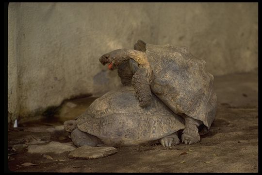 Слика од <i>Chelonoidis nigra</i>