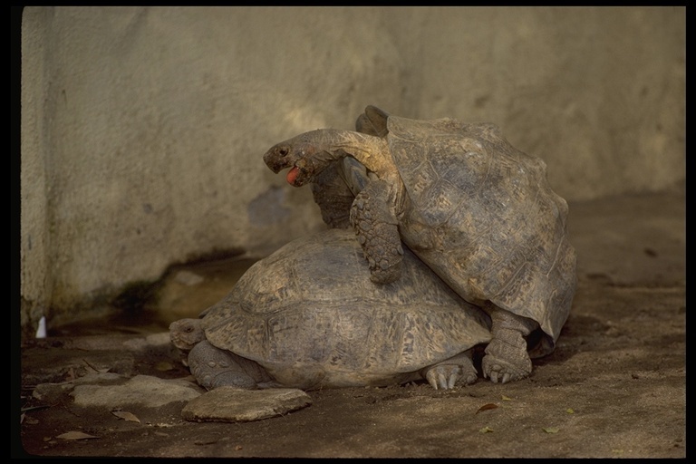 Image of Galapagos giant tortoise