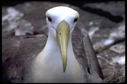 Image of Waved Albatross