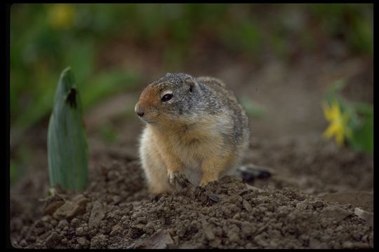 Image of Columbian ground squirrel