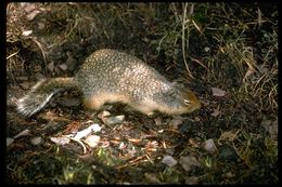 Image of Columbian ground squirrel