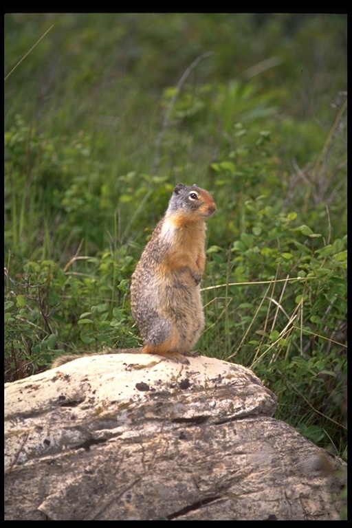 Image of Columbian ground squirrel