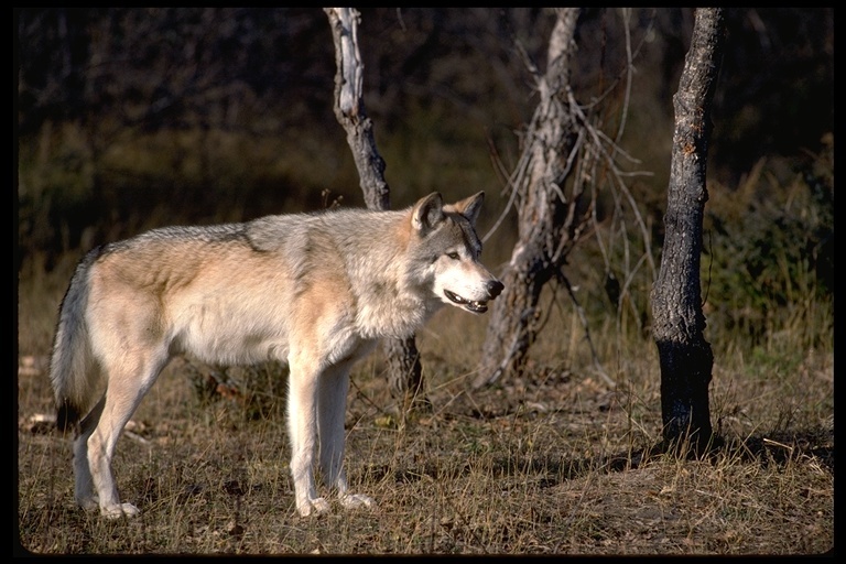 Image of gray wolf