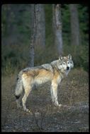 Image of gray wolf