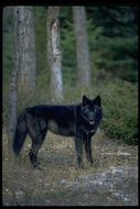 Image of gray wolf