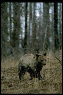 Image of grizzly bear