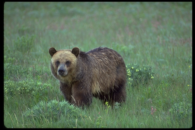 Image of grizzly bear