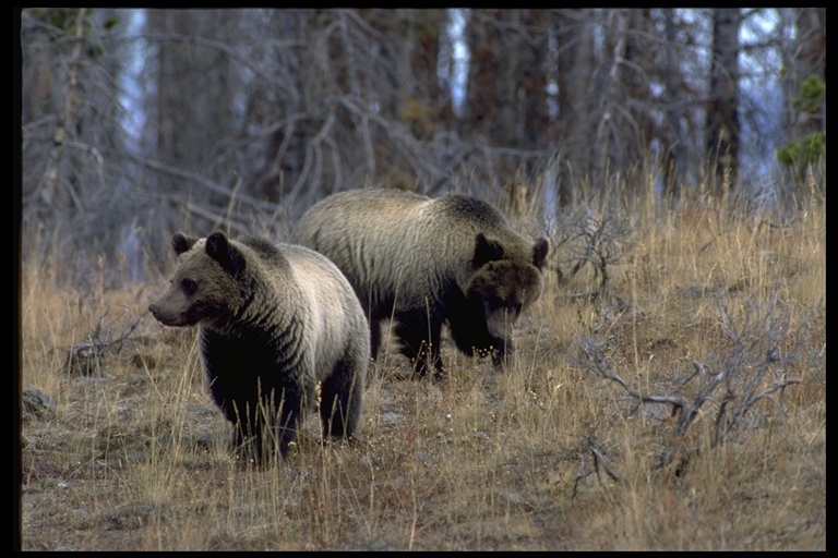 Image of grizzly bear