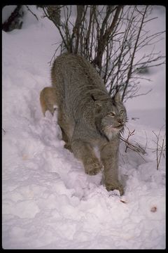 Image of American lynx