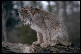 Image of American lynx