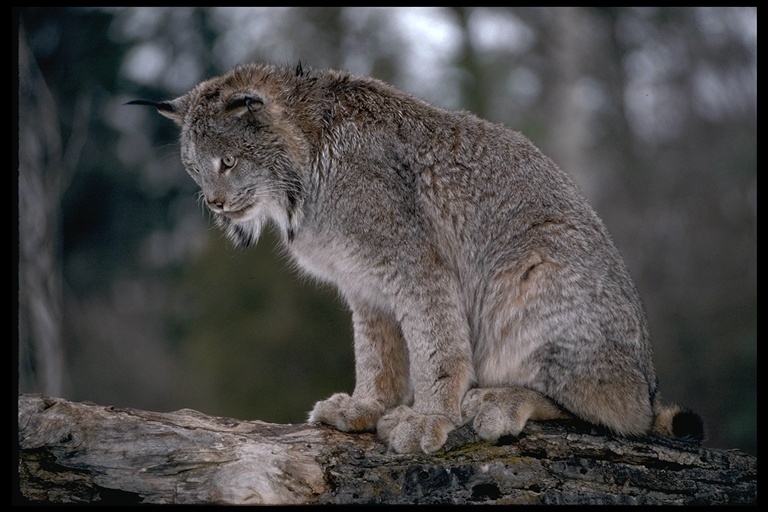 Imagem de Lince-do-canadá