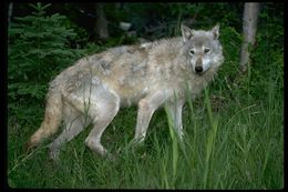 Image of gray wolf