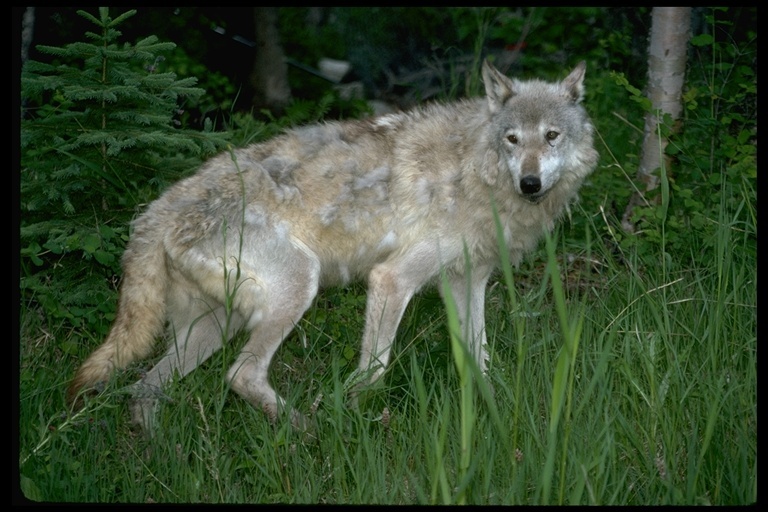 Image of gray wolf