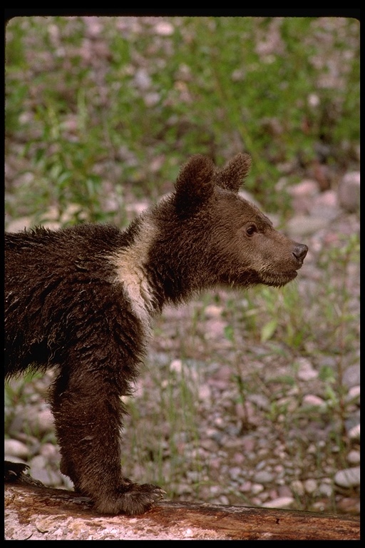 Image of grizzly bear