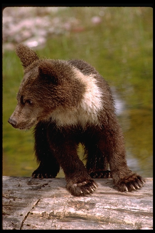 Image of grizzly bear