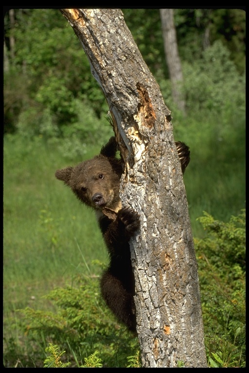 Image of grizzly bear