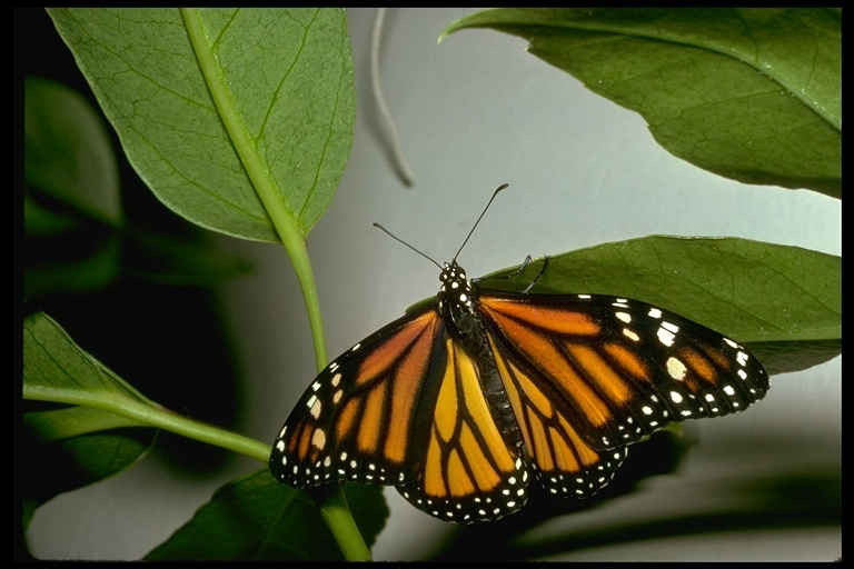 Image of Monarch