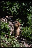 Image of Columbian ground squirrel