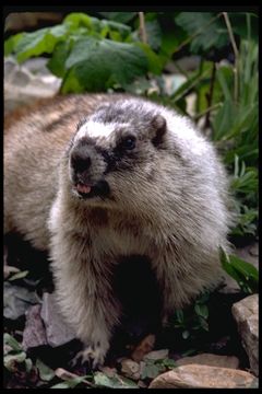 Image of Hoary Marmot