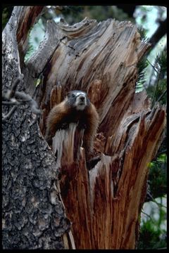 Image of Hoary Marmot