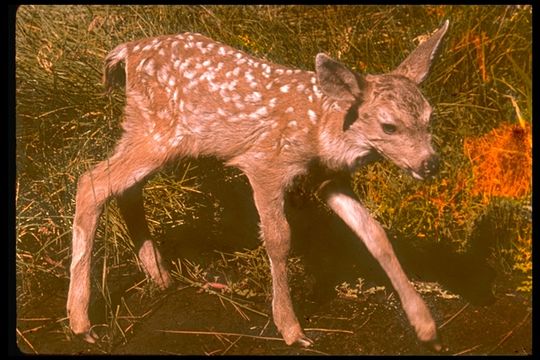 Image of deer, elk, moose, and caribou