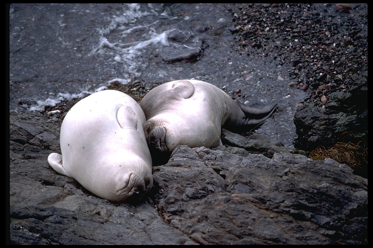 Image de Éléphant de mer du nord