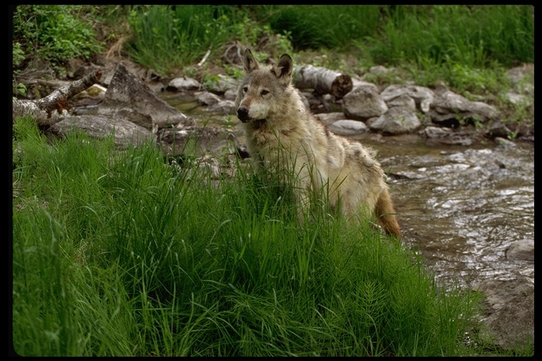 Image of gray wolf