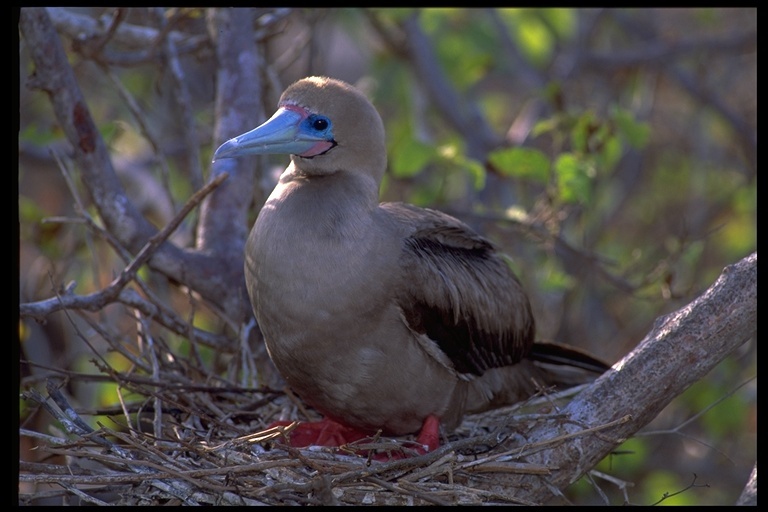 Image of Red-footed Booby