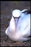 Image of Nazca Booby