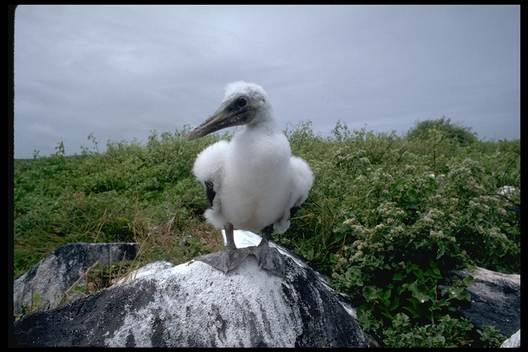 Image of Nazca Booby