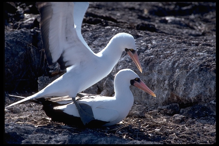 Image of Nazca Booby