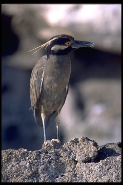 Слика од Nyctanassa violacea (Linnaeus 1758)